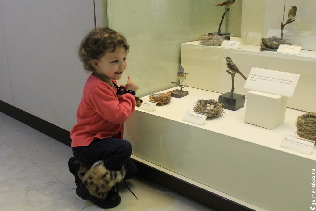 Дети в дарвиновском музее