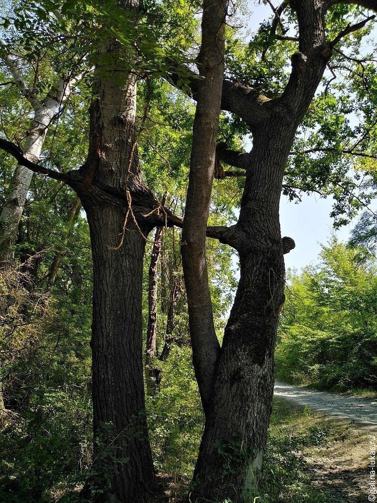 Лиановый лес дербент. Платан Самурский лес. Самурский лес в Дагестане. Самурский парк. Лиановый лес в Дербенте.